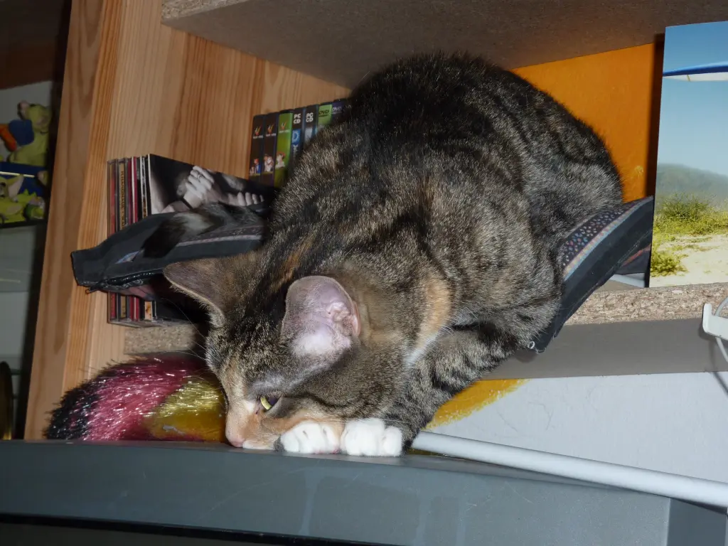Image from Tiger-Lilly