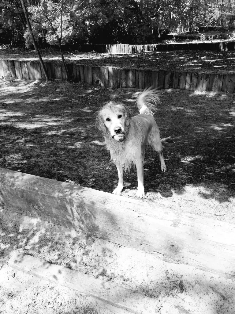 Image from Stella