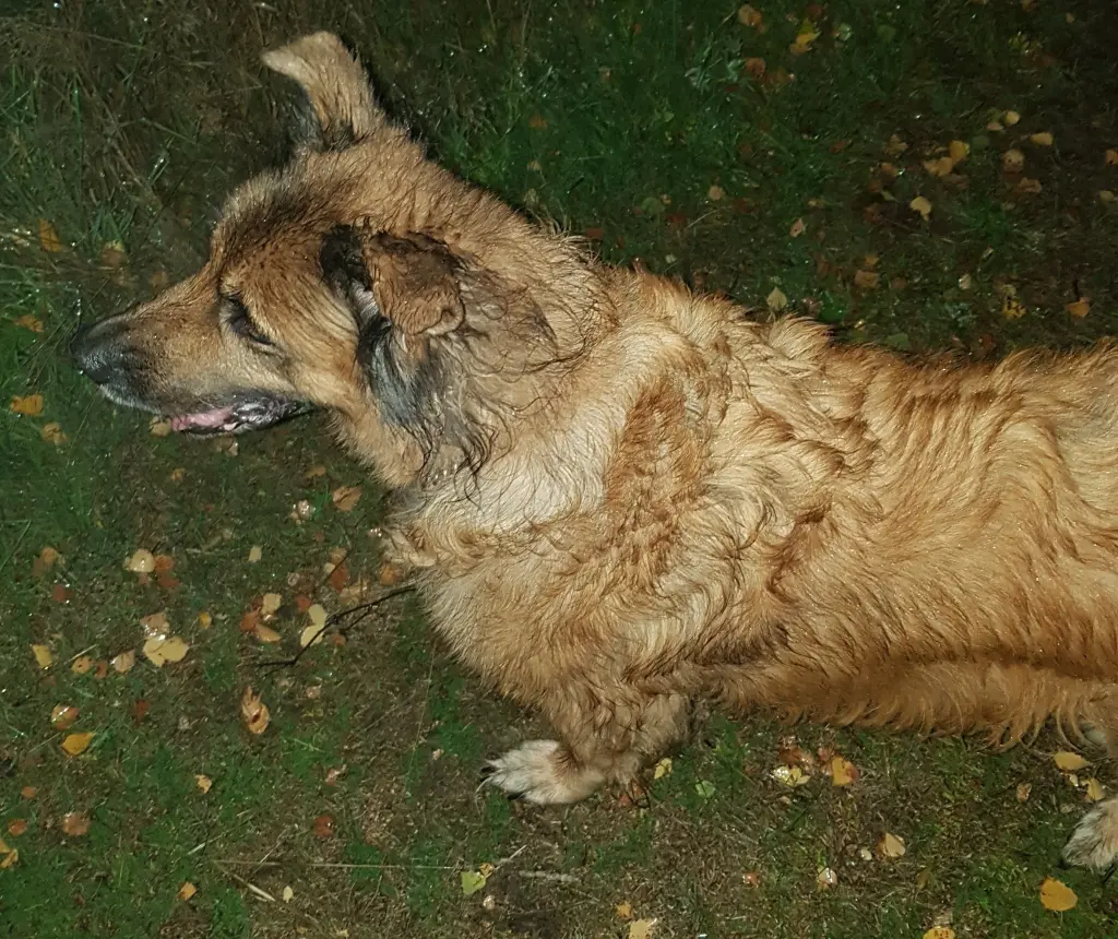 Image from Sissi