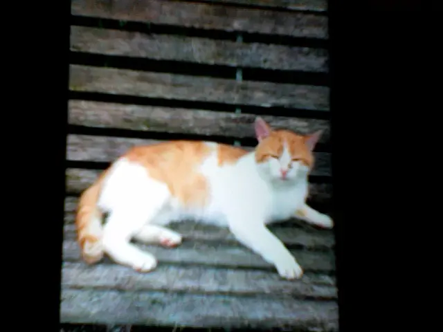 Image from Struppi
