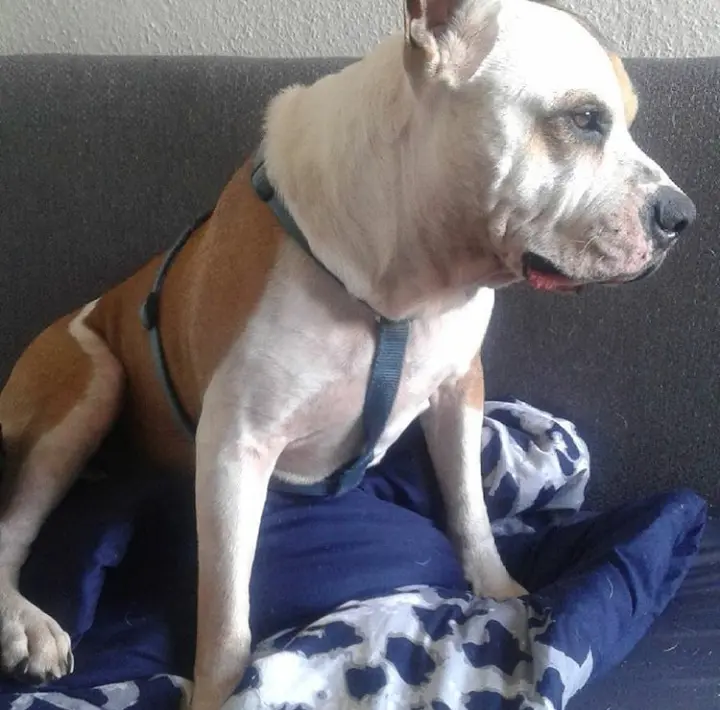 Bild von Tyson