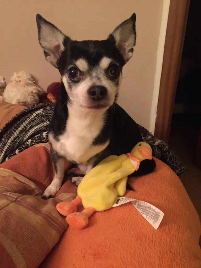 Image from Sammy