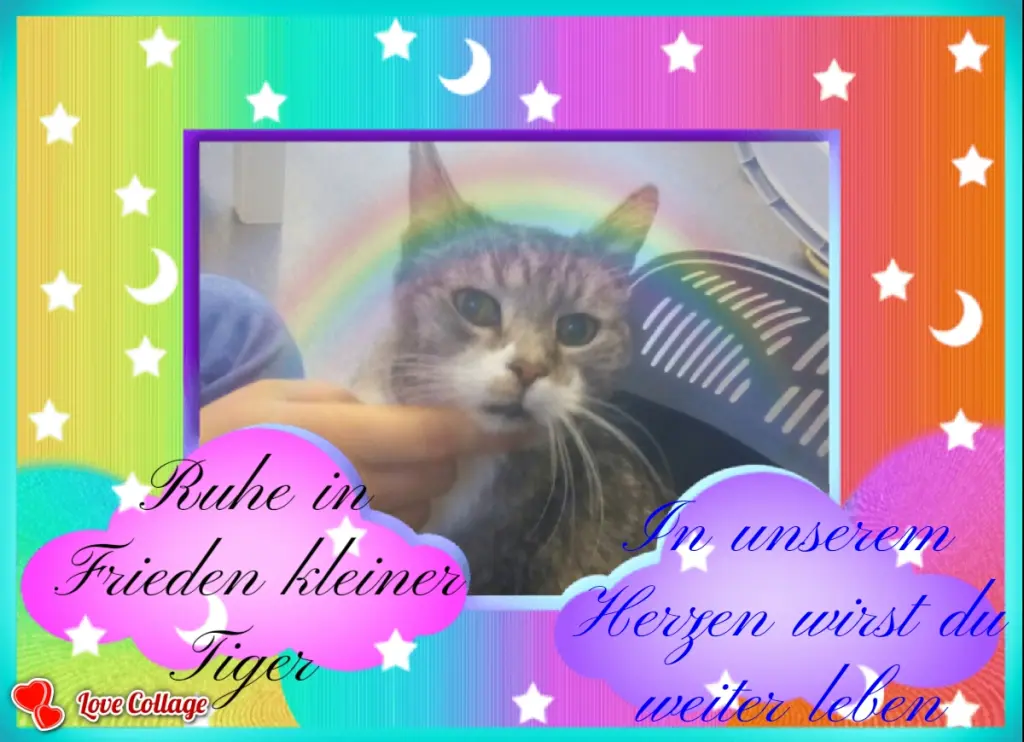 Bild von Tiger