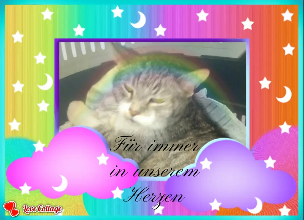 Bild von Tiger