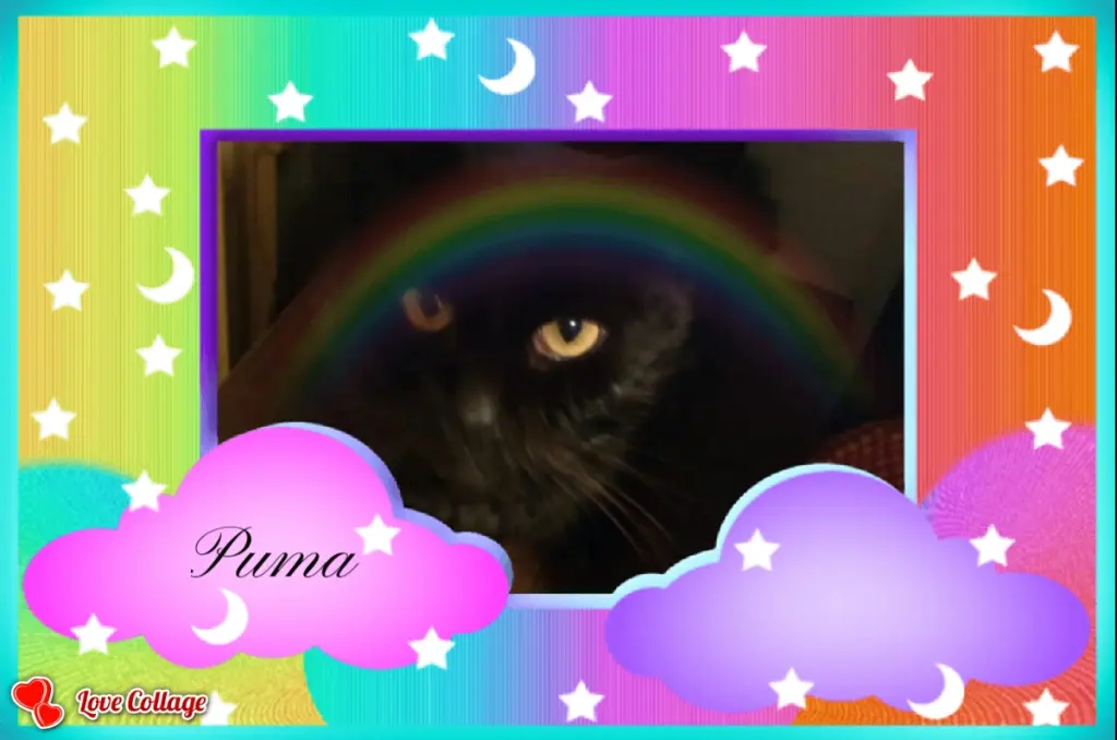 Image from Puma 