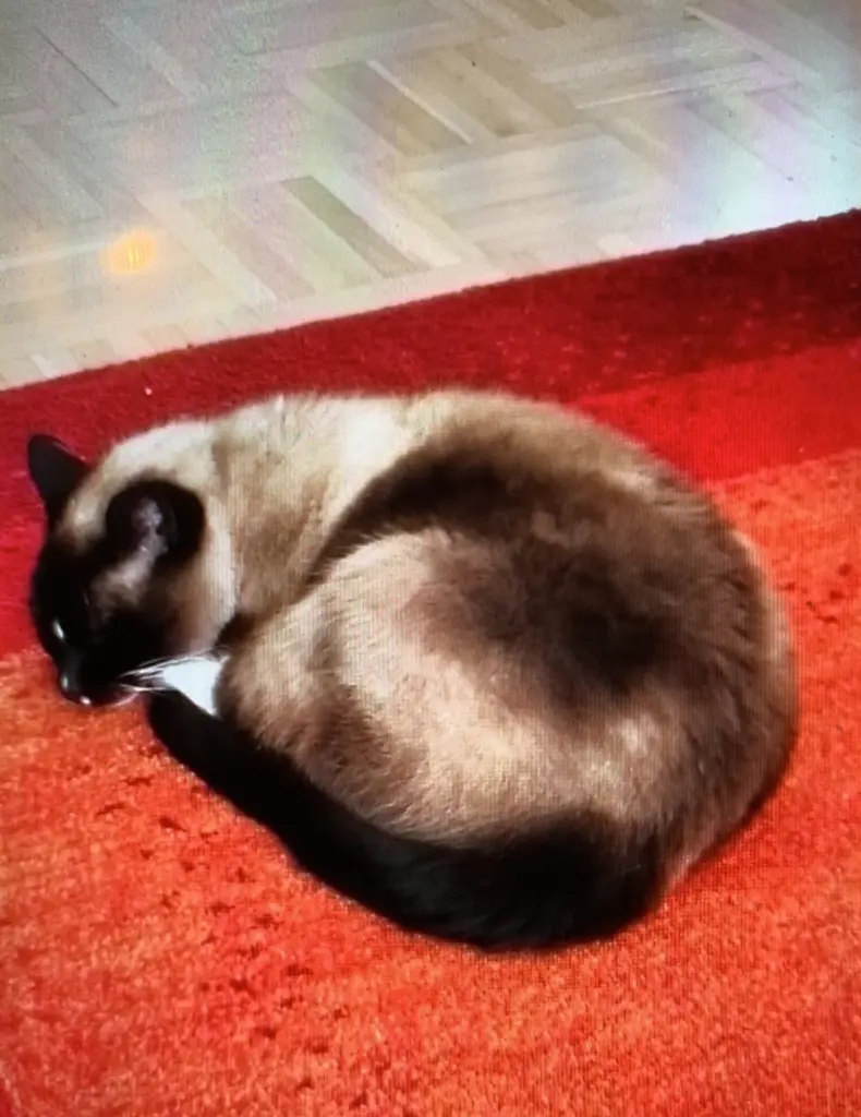 Condolence image of Otto