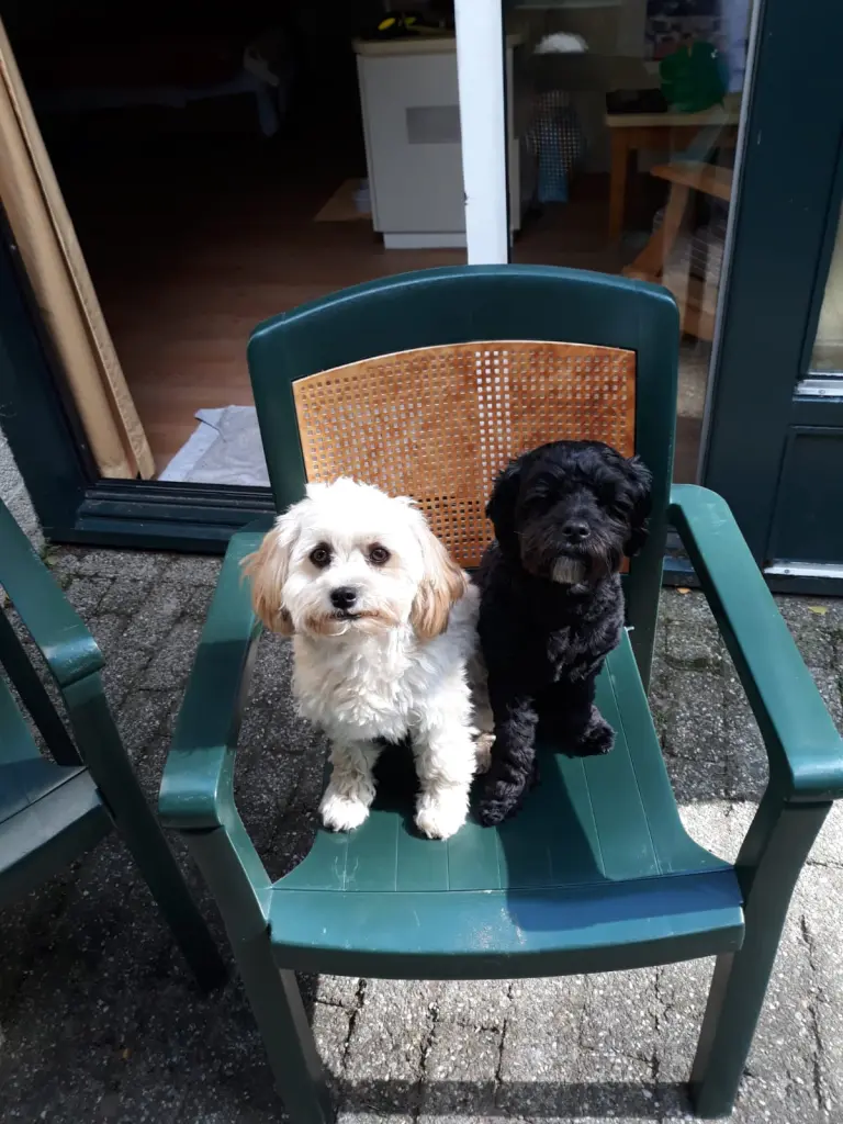 Condolence image of Manni, Karin, Gizmo und Maja