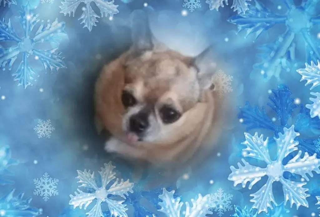 Image from lucy
