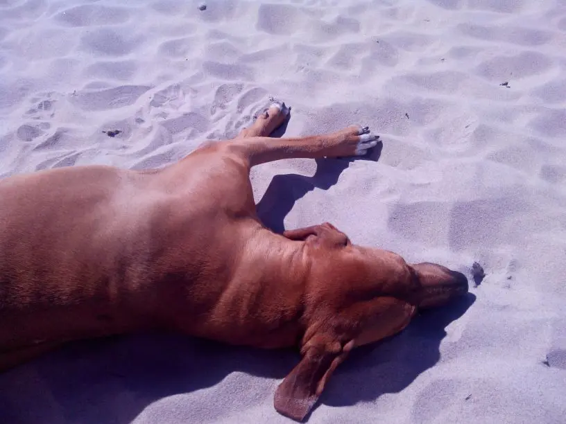 Image from Nala