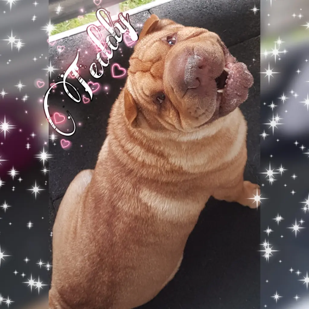 Image from Simba