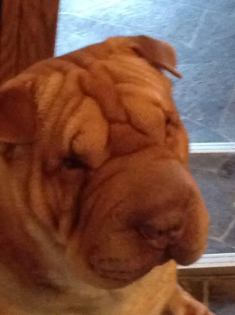 Image from Simba