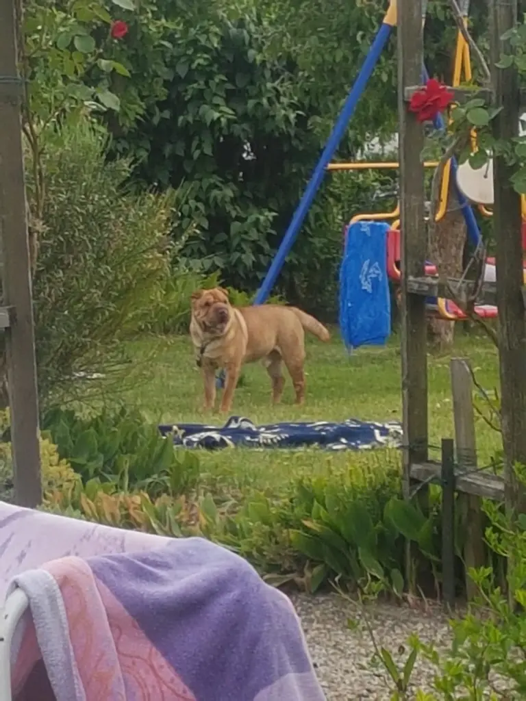 Image from Simba