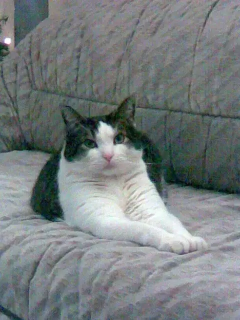 Condolence image of Petra mit Timmy im Herzen