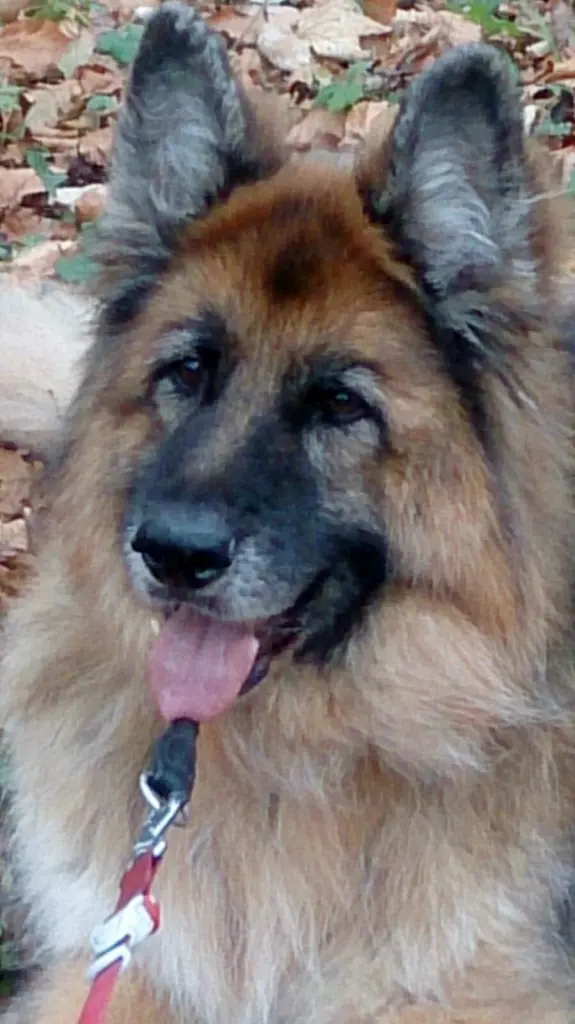 Image from Santos