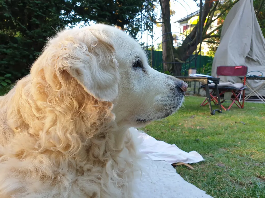 Bild von Kimba