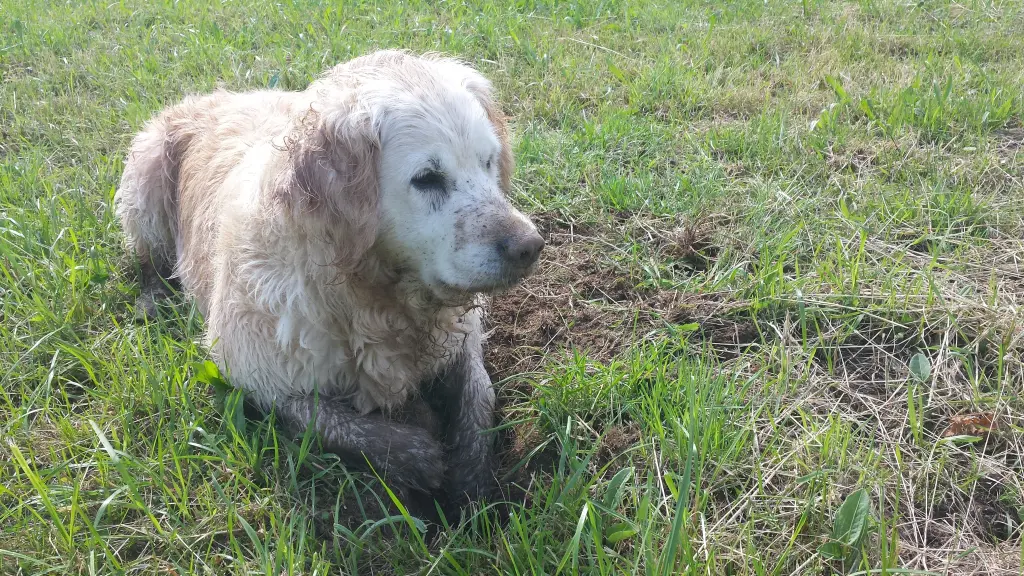 Bild von Kimba