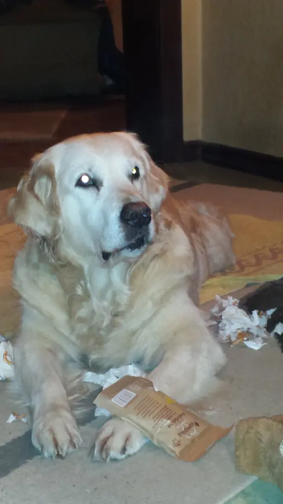 Bild von Kimba