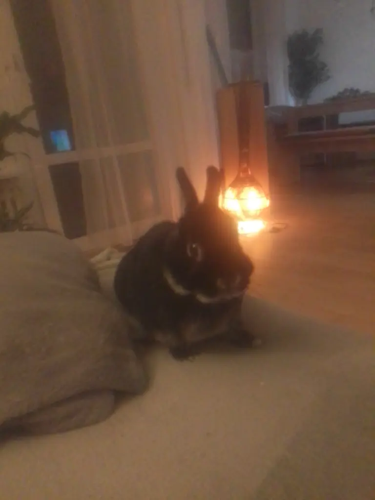 Image from Flocke