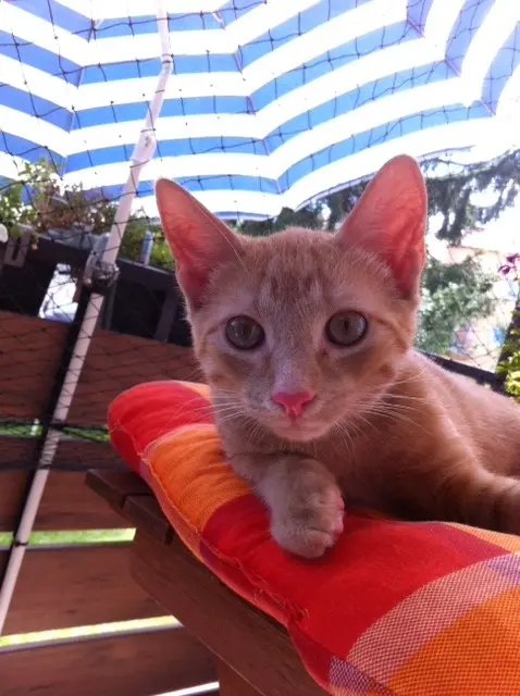 Image from Merlin