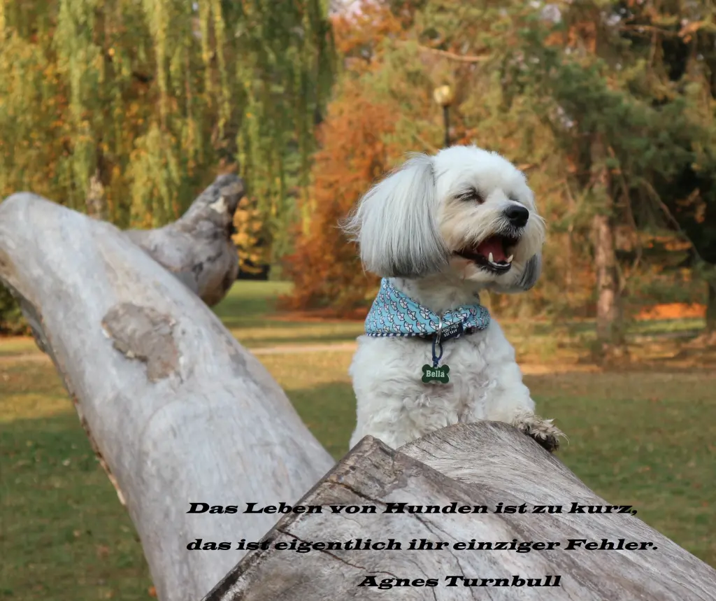 Condolence image of Bella's Frauchen