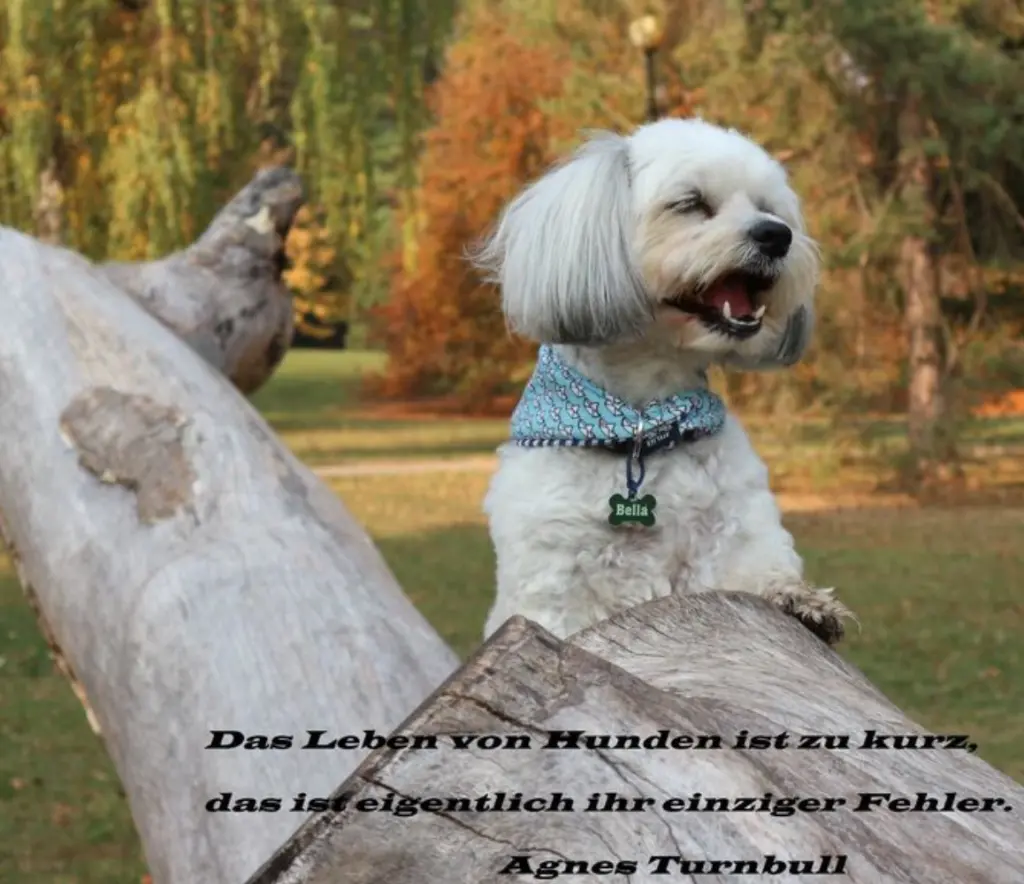 Condolence image of Dein Frauchen