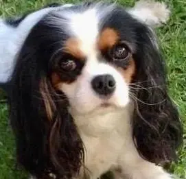 Andachtsbild von Unbekannt