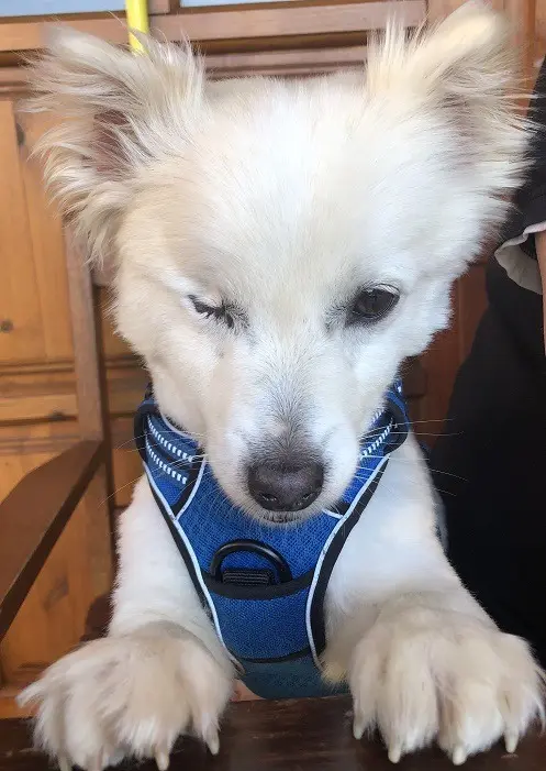 Andachtsbild von Unbekannt