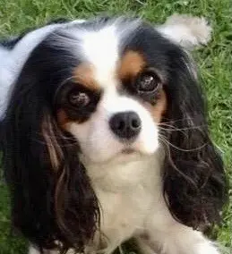 Andachtsbild von Unbekannt