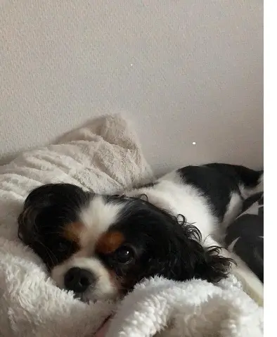 Condolence image of Deine Mama