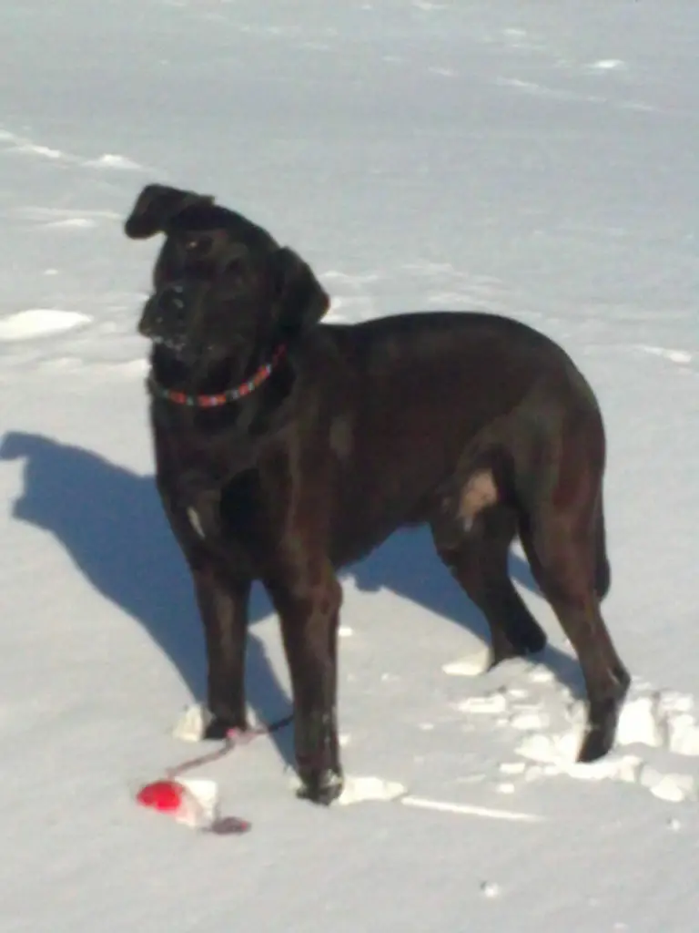 Image from Rusty