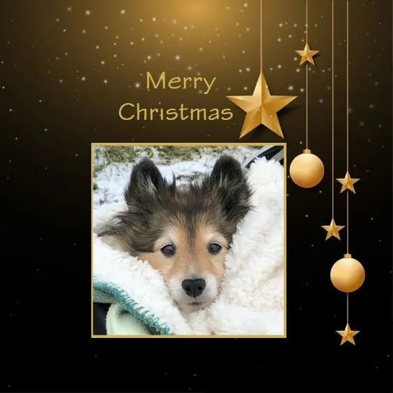 Condolence image of Weihnachtsgrüße die von Herzen kommen✰ ¸.•*¨*•.