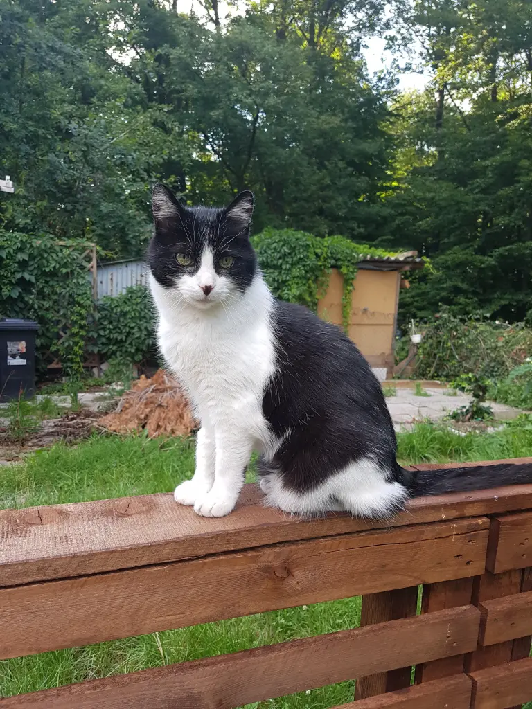 Image from Felix