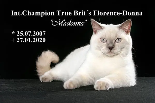 Image from Int.Champion True Brit´s Florence-Donna "Madonna"