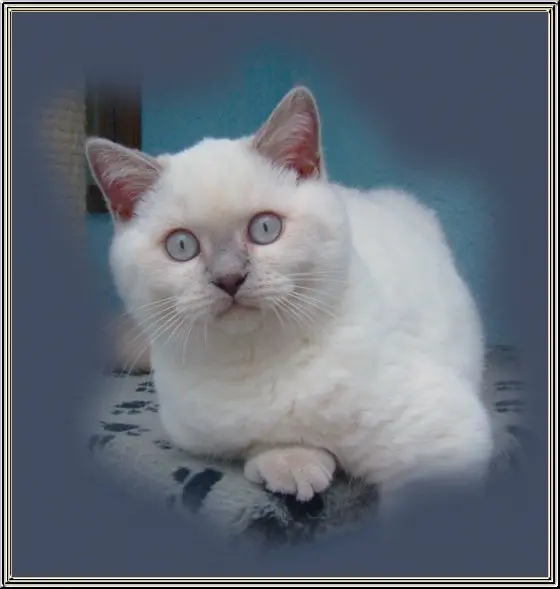 Image from Int.Champion True Brit´s Florence-Donna "Madonna"