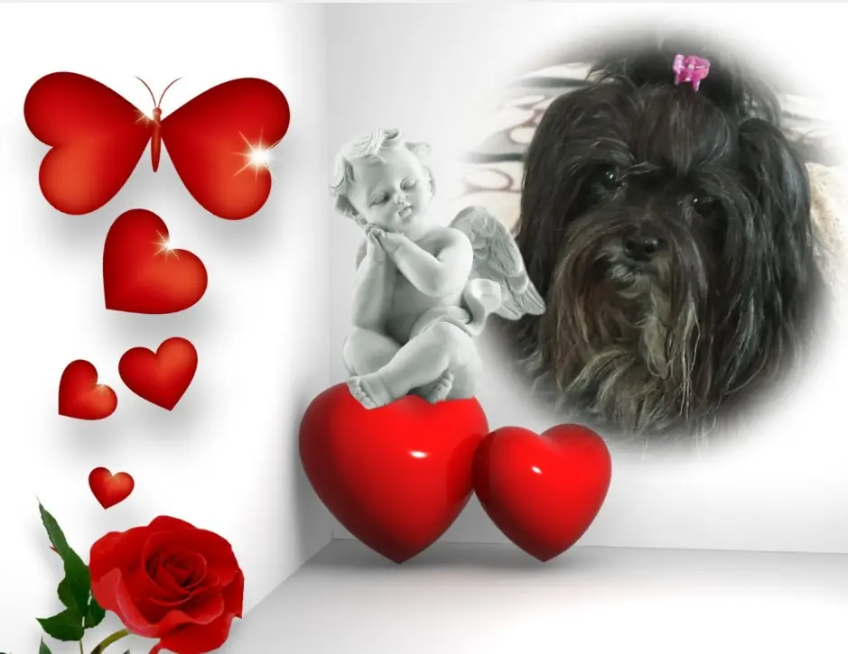 Image from Anni