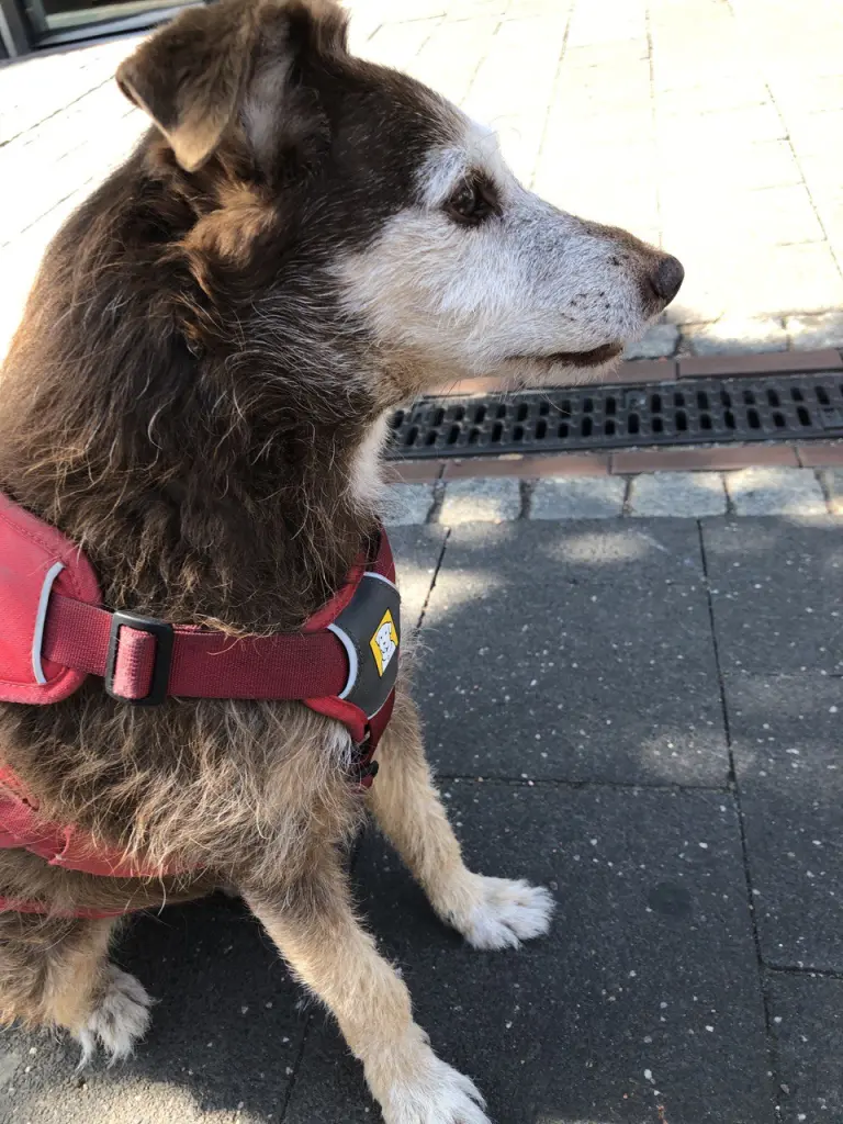 Bild von Hanni Bacher