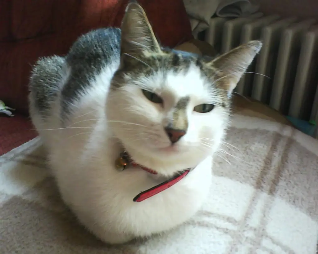 Condolence image of Angela