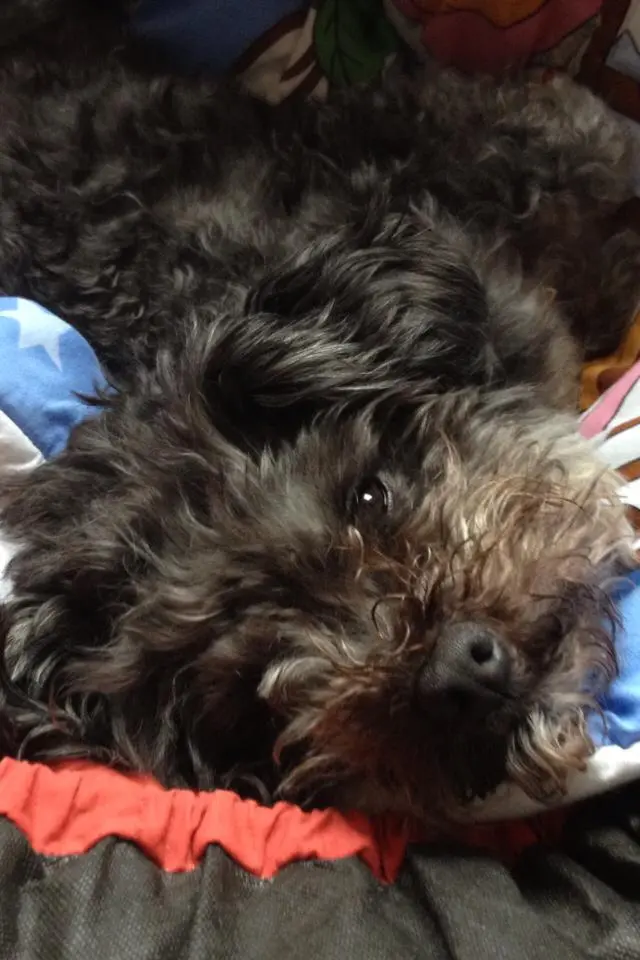 Condolence image of gaby