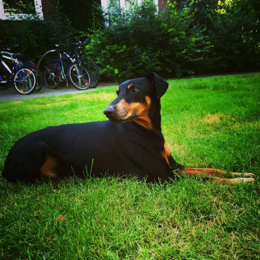 Bild von Kyuubi