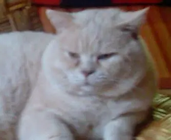 Condolence image of Wolfgang Dorsch
