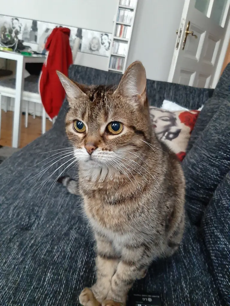 Image from Püppy