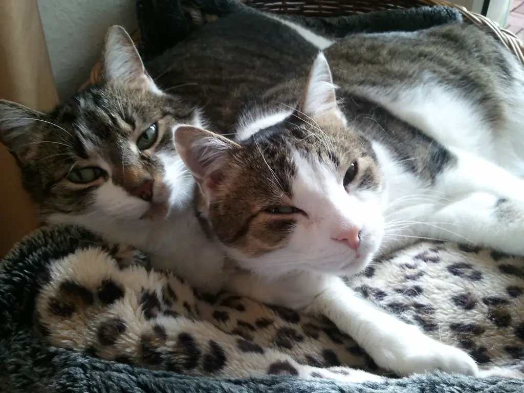 Andachtsbild von Anja mit Maja im ♥