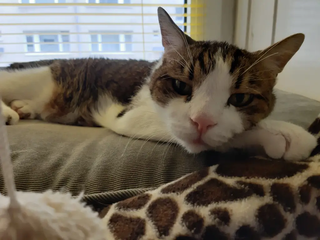 Andachtsbild von Tanja mit Timmy im Herzen 