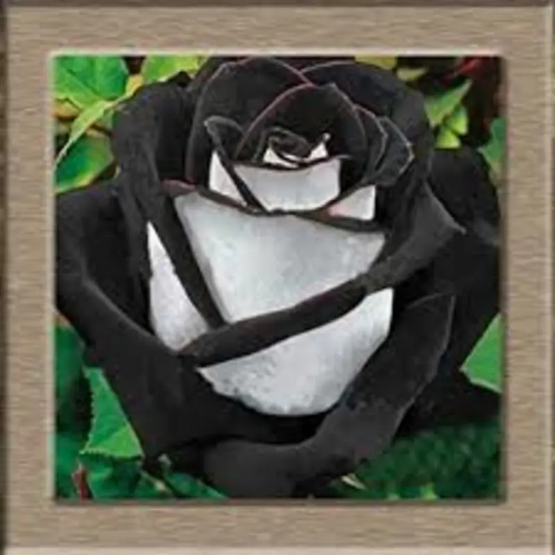 Andachtsbild von Corinna mit Emma, Pummelchen und anderen Sternlein im Herzen