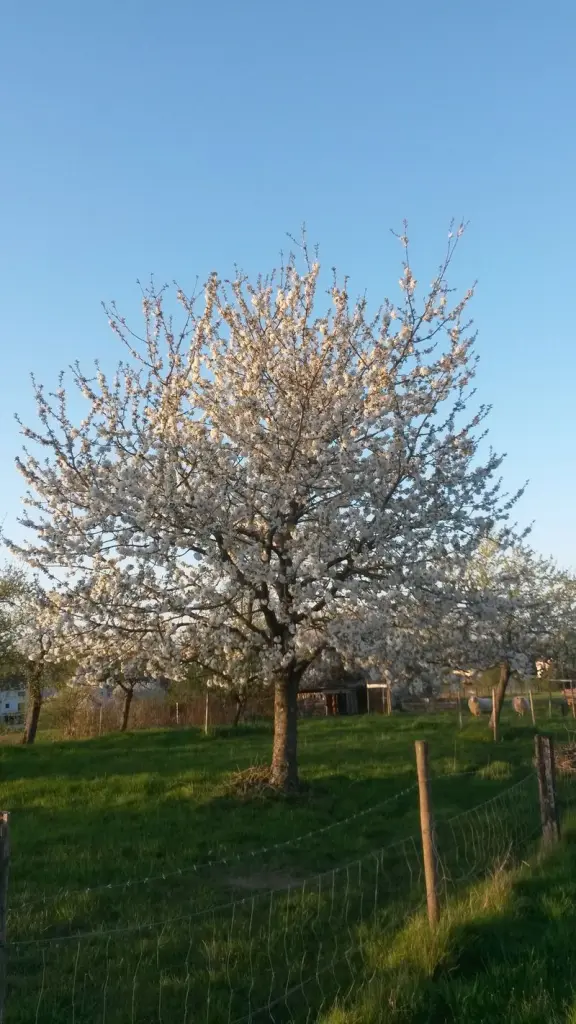 Andachtsbild von Corinna mit Emma. Pummelchen und anderen Sternlein im Herzen