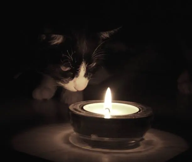 Andachtsbild von Corinna mit Emma, Pummelchen und anderen Sternleine im Herzen