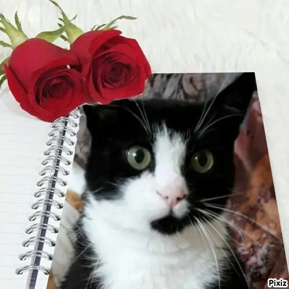 Andachtsbild von Tanja mit Timmy im Herzen 