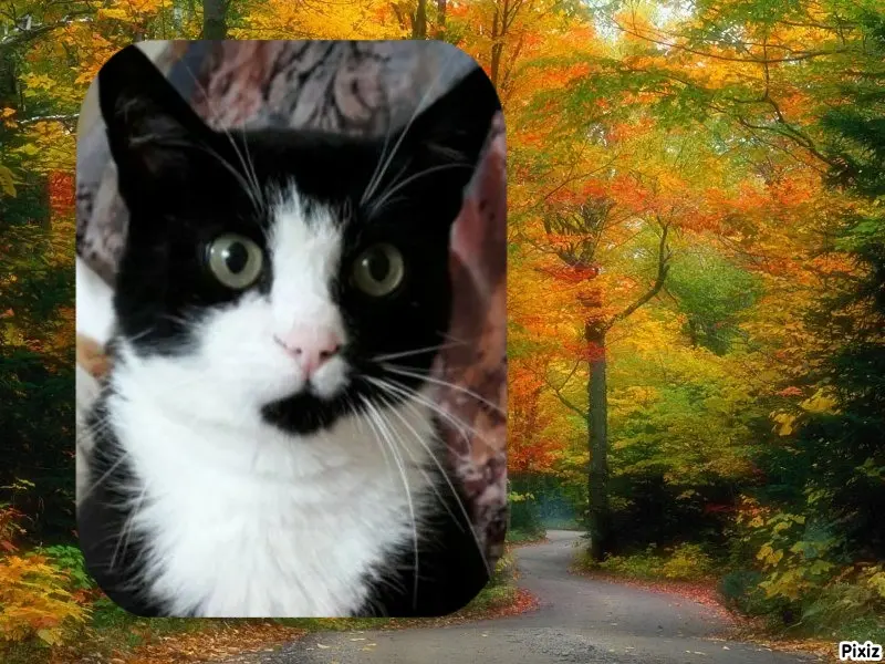 Andachtsbild von Tanja mit Timmy im Herzen 