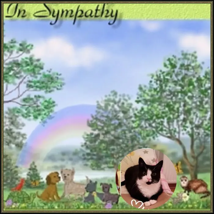 Andachtsbild von 3. Sternchen❤️❤️❤️Gedenktag❤️❤️❤️