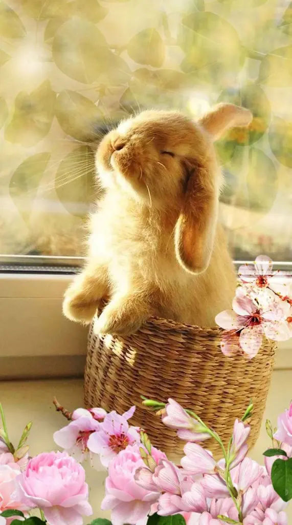 Andachtsbild von Corinna mit Emma, Pummelchen und anderen Sternlein im ❤️